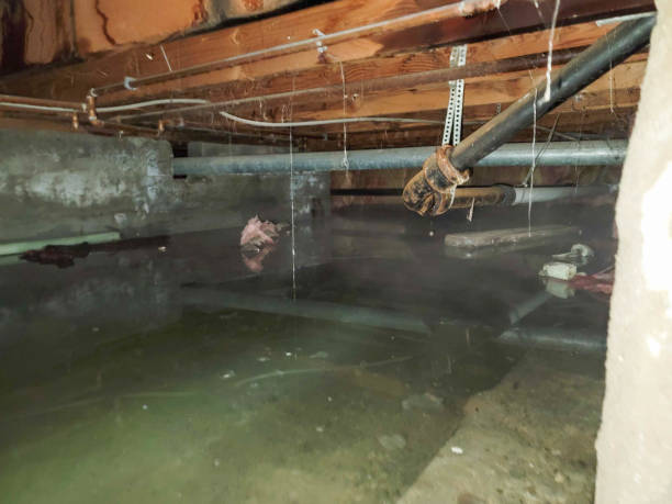 Best Water damage cleanup near me  in Schnecksville, PA